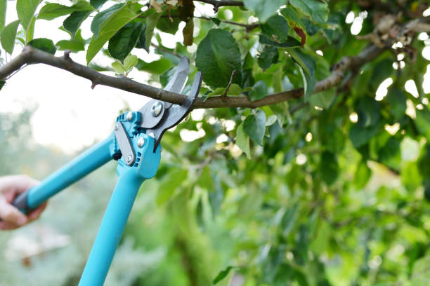 Best Tree Pruning Services  in Shenandoah, TX